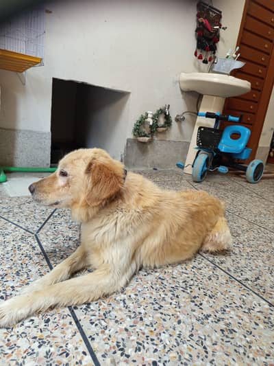 Labrador male pure