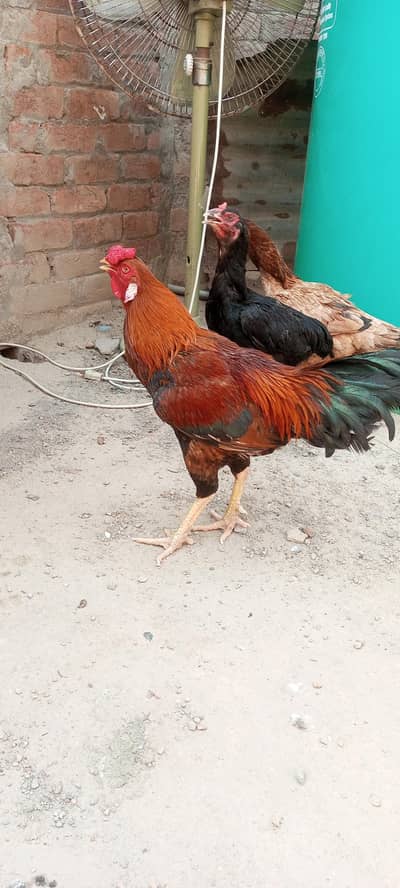 Aseel pair