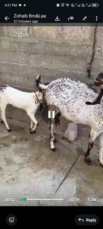 goats