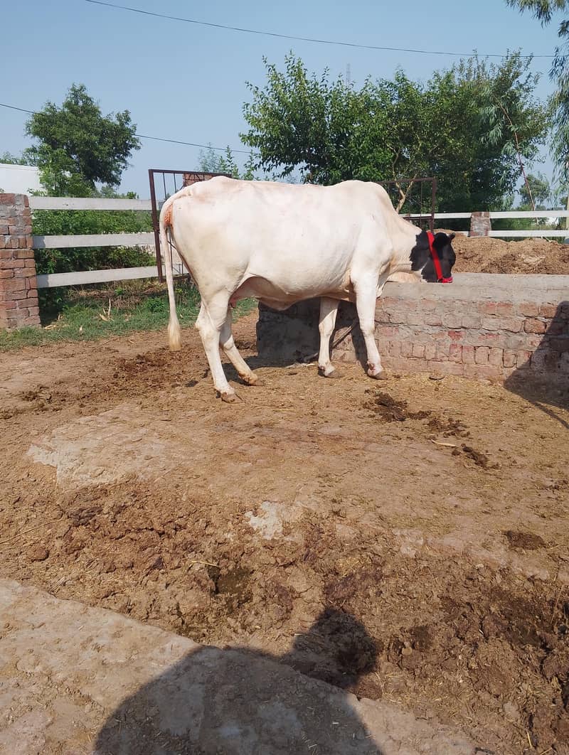 اٹھ ماہ کی گبن گائے فار سیل 2