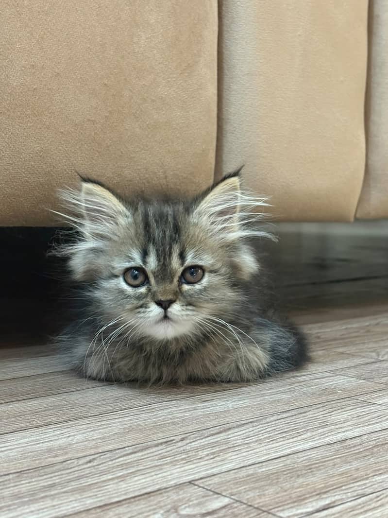 گھر میں رکھی ہوئی بہت ہی خوبصورت اور صاف پرشین پیٹس ۔.    Persion Pets 1