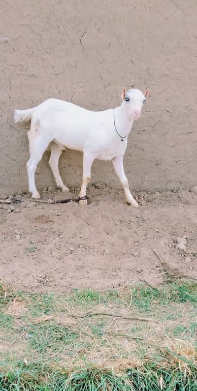Top quality munda tedda male age 8 months