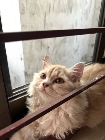 Playful loving persian cat pair