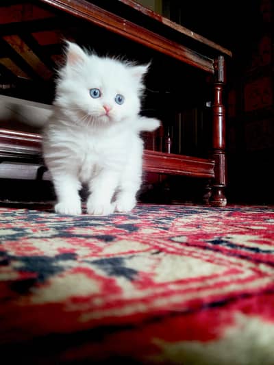 cats sale price fix h kindly jiski smajhe yahi price bas wahi contact