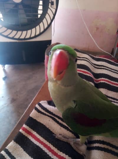 raw parrot no 0307 2433373