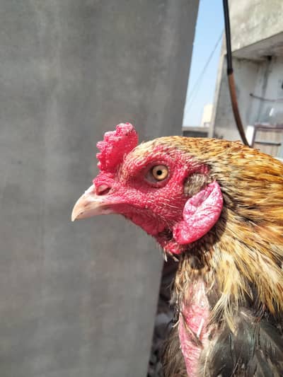 Pure Aseel Hens Pair