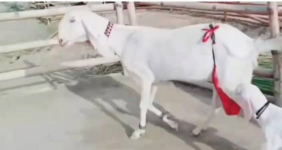 Rajan puri bakri do bacchon ke sath for sel WhatsApp 0370,4815728
