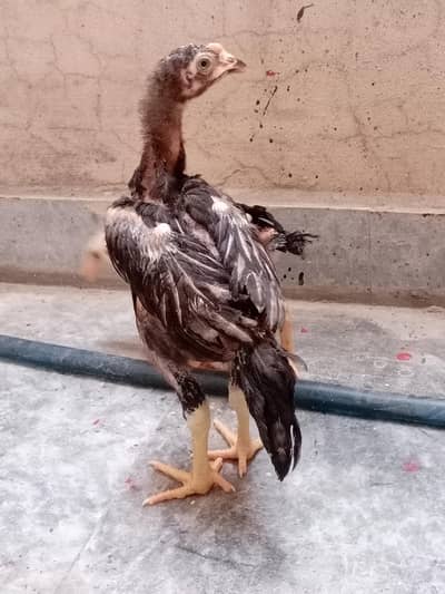 thai cross aseel pathy age 3 months plus