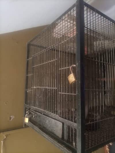 grey parrot raw parrot breeding cage