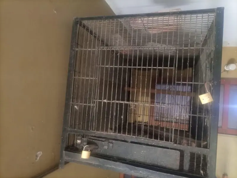 grey parrot raw parrot breeding cage — photo 2