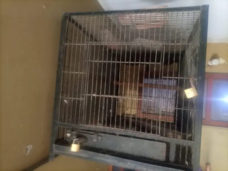 grey parrot raw parrot breeding cage — photo 3