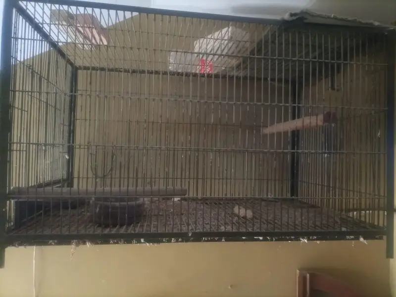 grey parrot raw parrot breeding cage — photo 4
