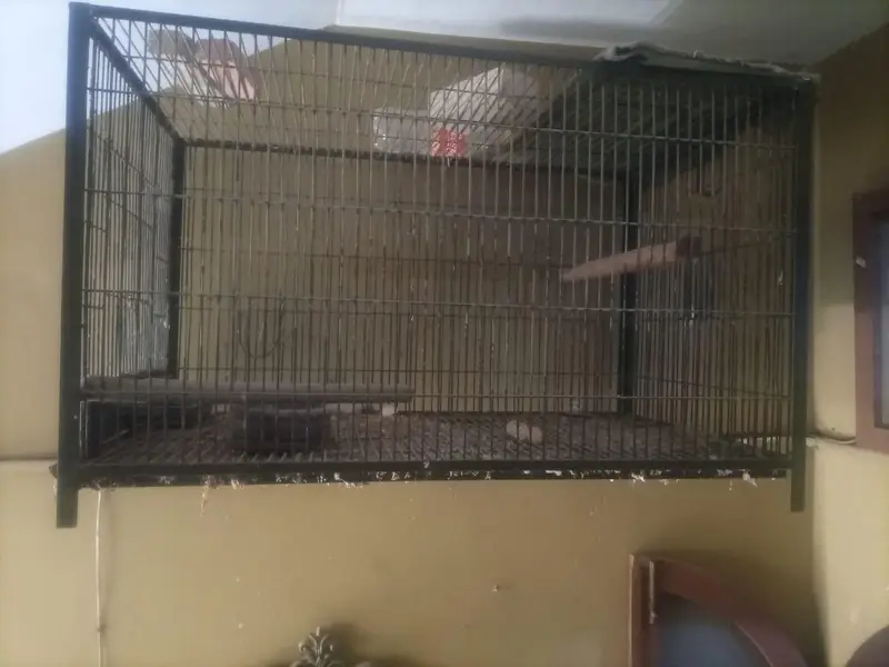 grey parrot raw parrot breeding cage — photo 5
