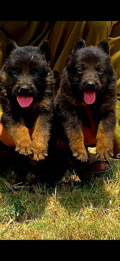 German Shepherd long coat Age 2 month for sale