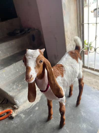 3.5 months male hai full active hai