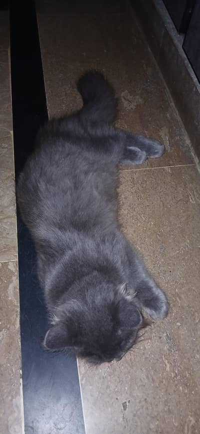 catss