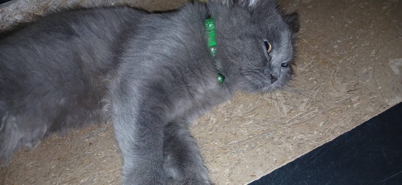 catss 3
