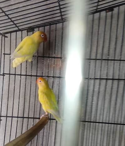 Creamino love birds