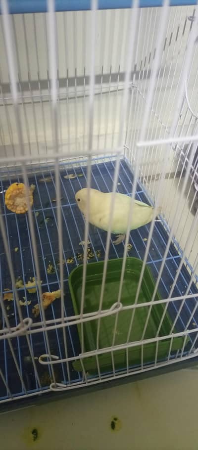 love bird