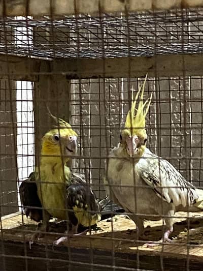 cockatiel
