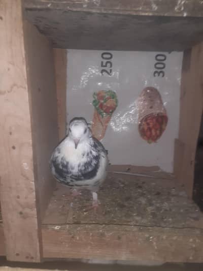 pigens for sale