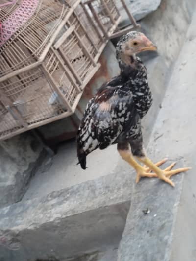 pure mianwali aseel chicks
