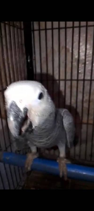 AFRICAN GREY CHICK