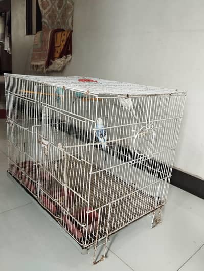 cages, birds, animal, shelter, birds, parrot