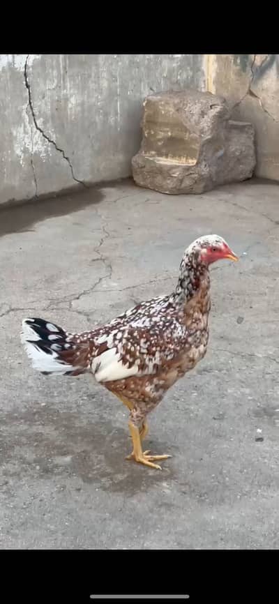 Aseel chini murgi & dragon cross lasani murga or salathi madi for sale