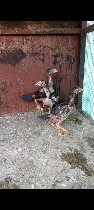 aseel barmi/ Desi hens