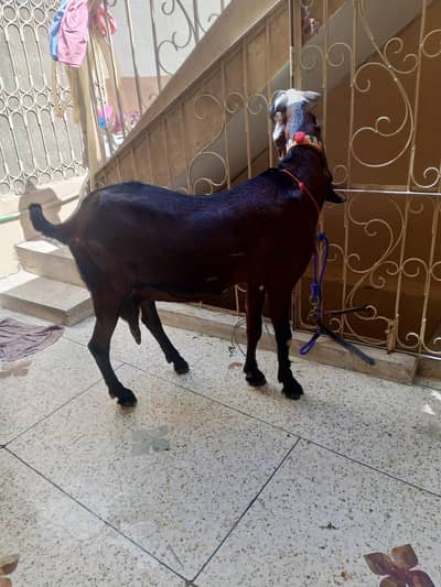 amritsari Beetal for sale