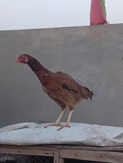 Top Quality Aseel 2 Murghiyan For Sale - Urgent Sale