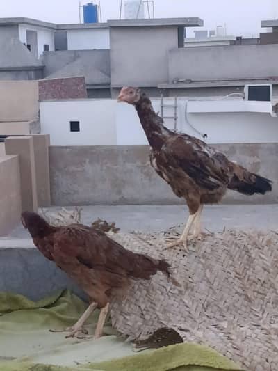 2 Top Quality Aseel  Murghiyan For Sale - Urgent Sale