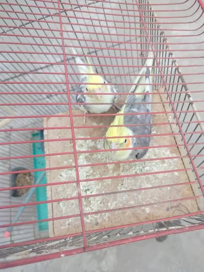 very beautiful healthy and big tails with cage