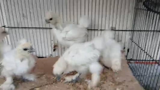 White silky golden silver sebright light Sussex chicks available