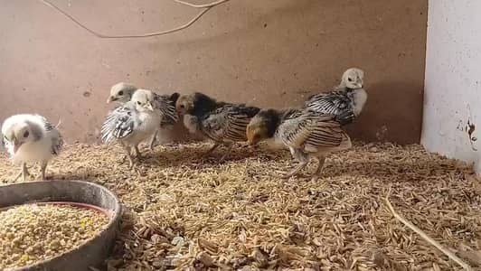 golden silver sebright light Sussex chicks available