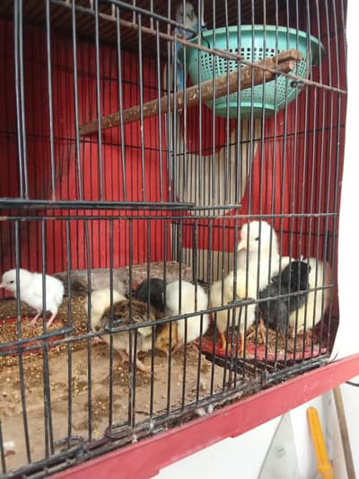 Aseel Active Chicks | Healthy Home Bred Aseel only Lahore