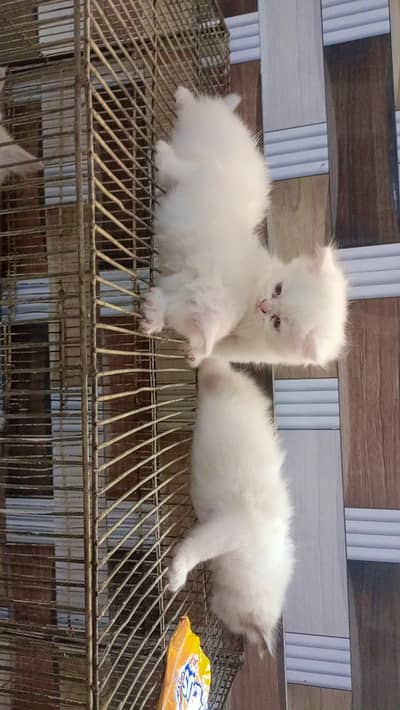 kitten sale long coat. location agrataj colony lyari.