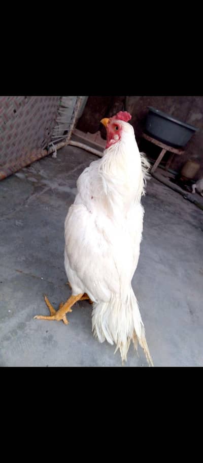 Aseel Rooster