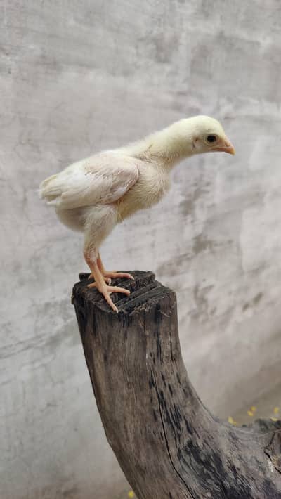 white aseel / black aseel chicks