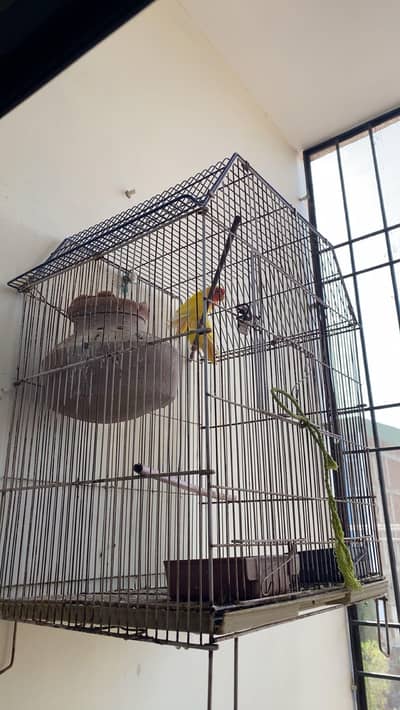 lutino red eyes bredar pair with 6 eggs and cage