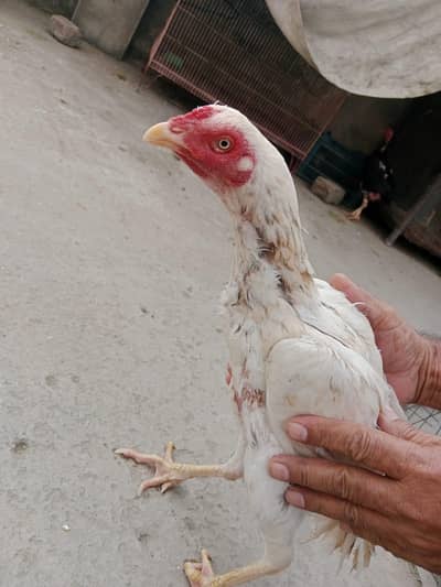 ONE ASEEL Murga 3 Aseel murgi for sale