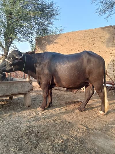 بریڈنگ کے لیے نیلی راوی کا چوٹا برائے فروخت۔  03447349332