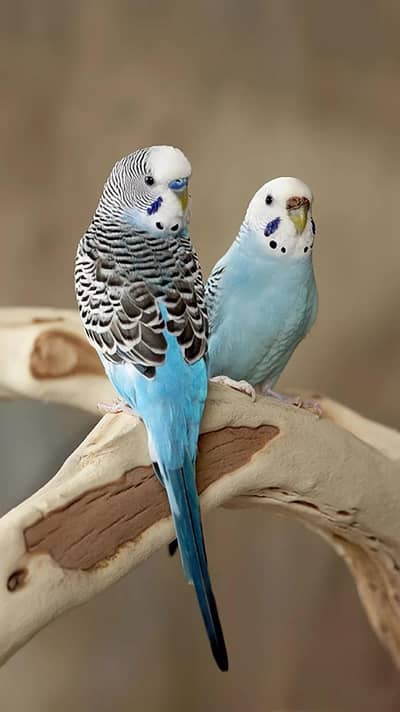 Australia parrot budgie Chaiye Mujy