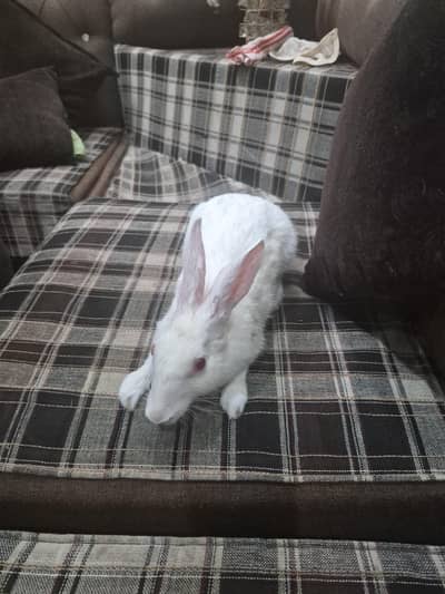 rabbit female