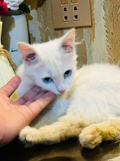 Blue eyes White Persian Kitten for Sale - 2 Months Old
