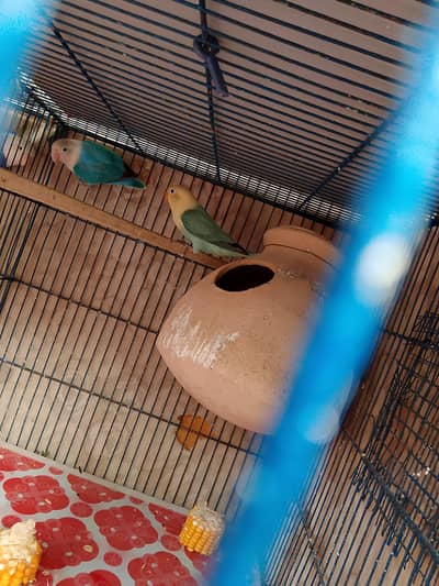 all parrots for sale Bajiras fellow black marks
