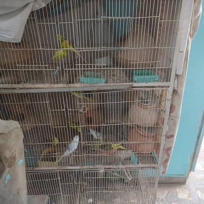 Birds