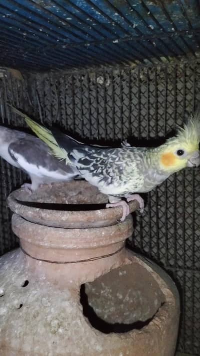 3 breeder cocktail pair for sell