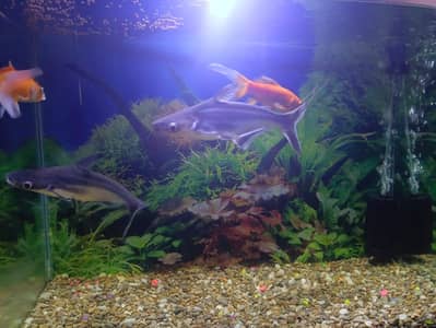 Shipping King | Gold Fish | Blue Line Shark
